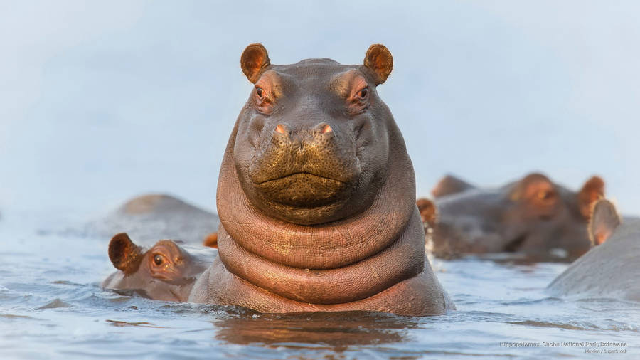 Botswana Bloat Of Hippos Wallpaper