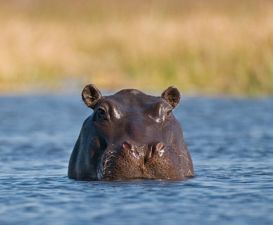 Botswana Hippopotamus In Water Wallpaper
