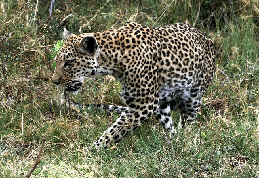 Botswana Leopard Wallpaper