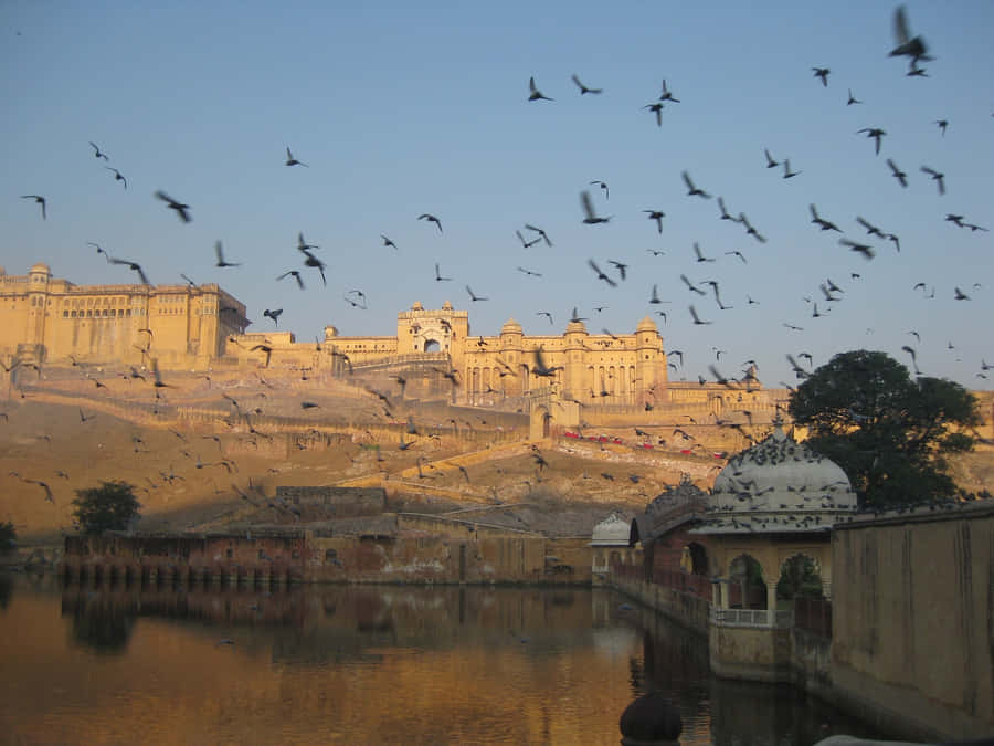 Brids Fyling In Amer Fort Wallpaper