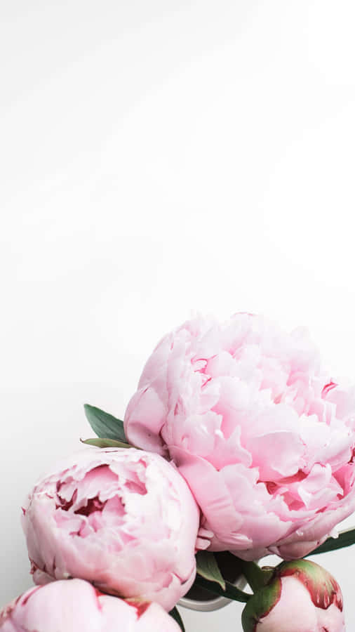 Bright And Beautiful, This Peony For Your Iphone Will Bring Life To Your Device. Wallpaper
