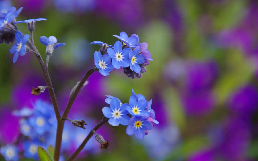 Bright Blue Flower Desktop Background Wallpaper