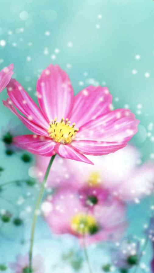 Bright Light Pink Spring Daisy Iphone Wallpaper