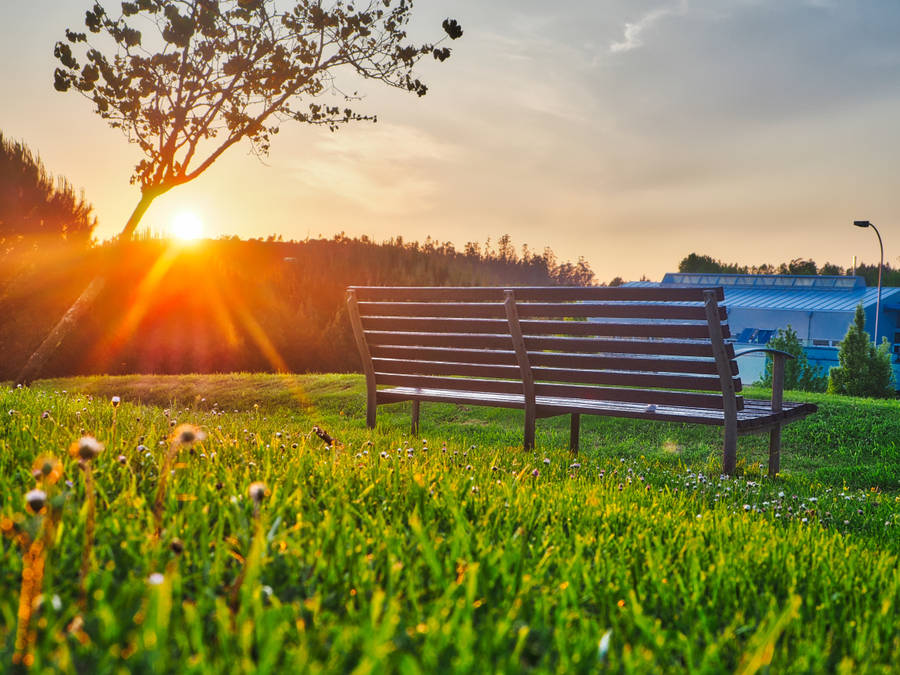 Bright Park Bench Wallpaper