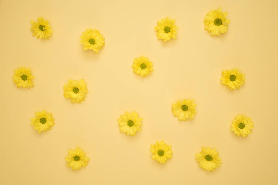 Bright Yellow Daisy On Yellow Table - Aesthetic Display Wallpaper