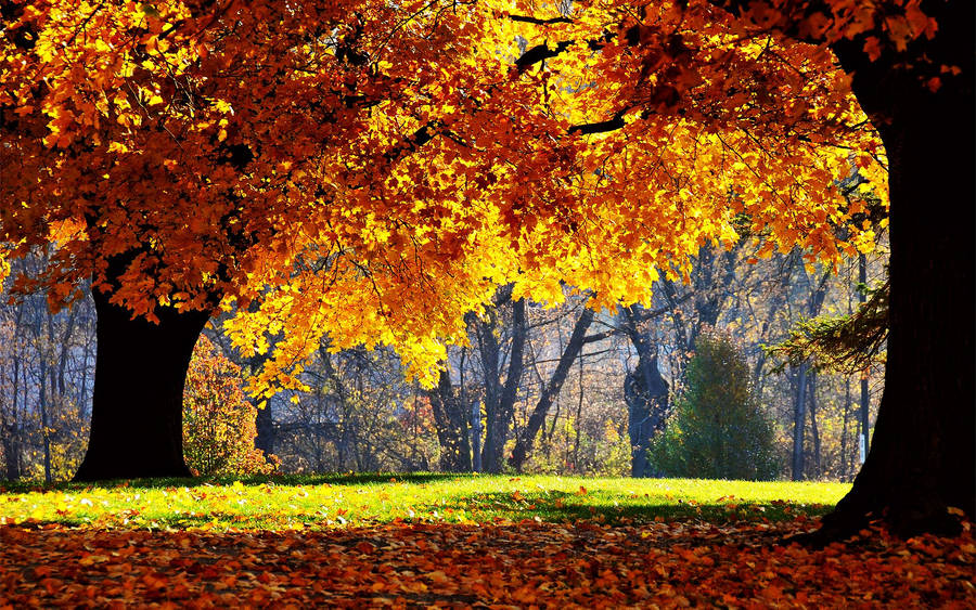 Bright Yellow Orange Trees On Fall Wallpaper