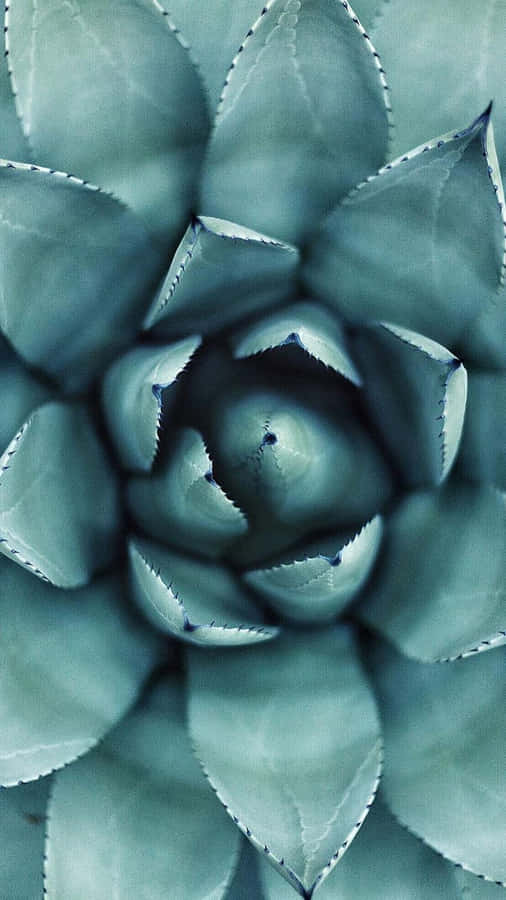 Brighten Up Any Time With This Succulent Iphone Wallpaper Wallpaper