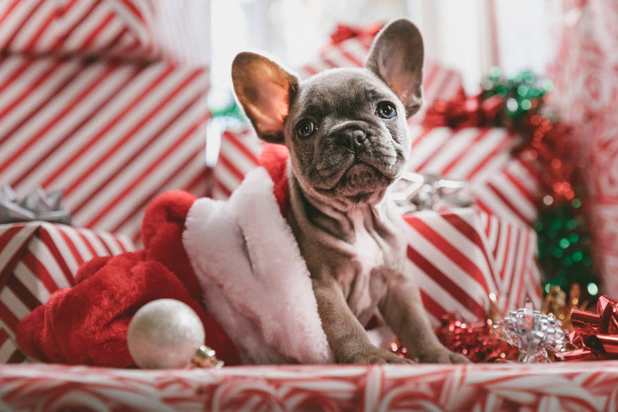 Brindle French Bulldog Puppy In Santa Hat Wallpaper