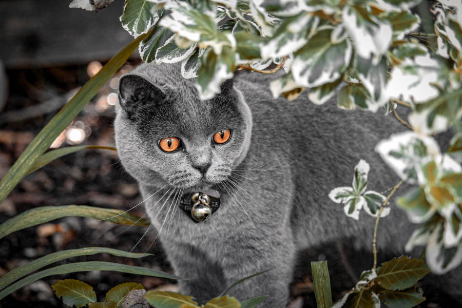 British Cute Cat Aesthetic With Copper Eyes Wallpaper