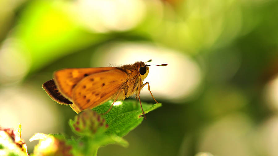 Brown Moth On Green Leaf In Close Up Photography During Daytime Wallpaper