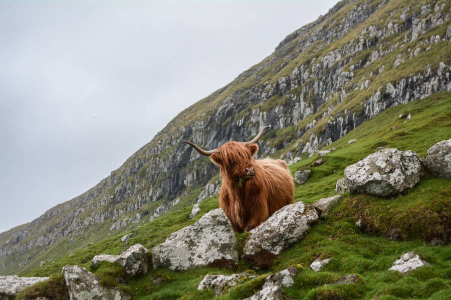 Brown Ox On Mountain Wallpaper