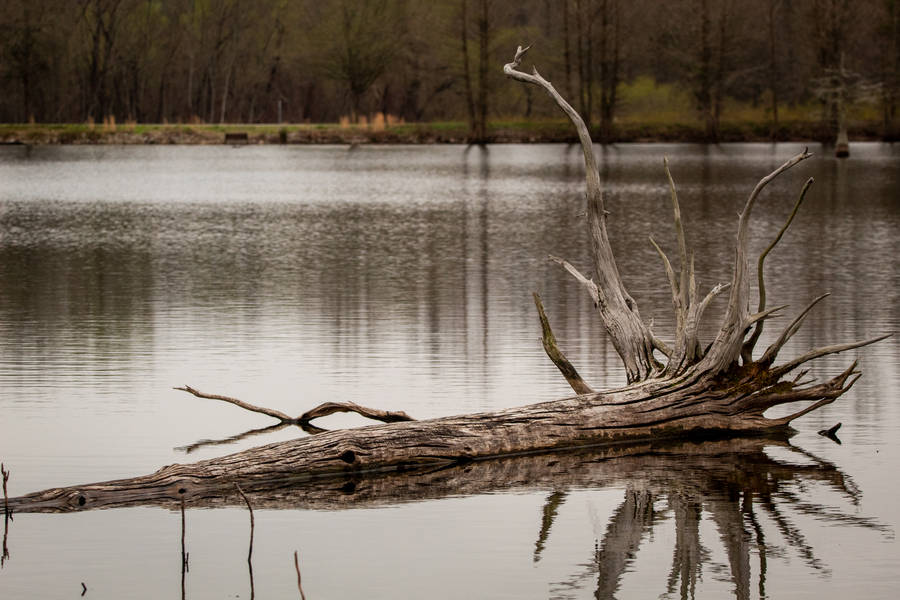 Brown Tree Branch On Body Of Water During Daytime Wallpaper