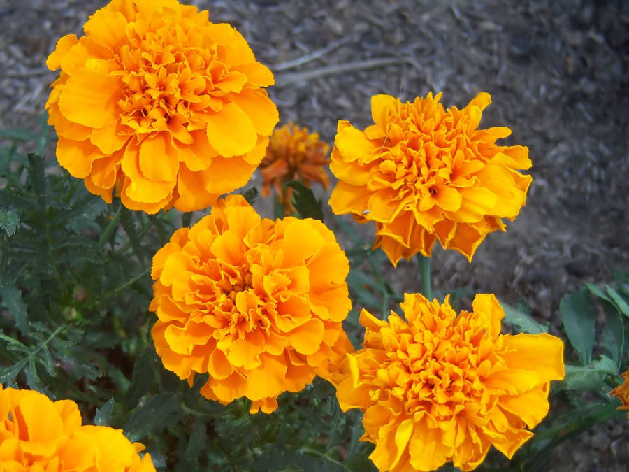 Burst Of Golden Marigold Flowers Wallpaper