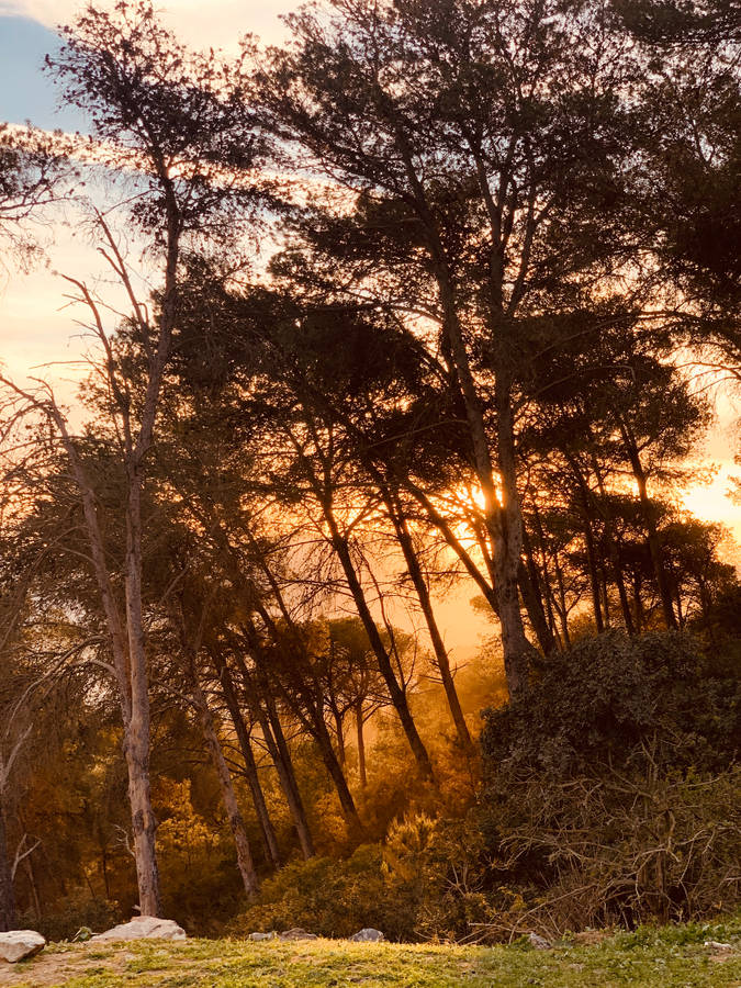 Cabo Verde Trees Wallpaper