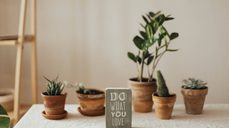 Cacti 4k Ultra Hd Motivational Wallpaper