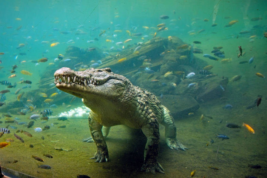 Caiman Under Water Wallpaper