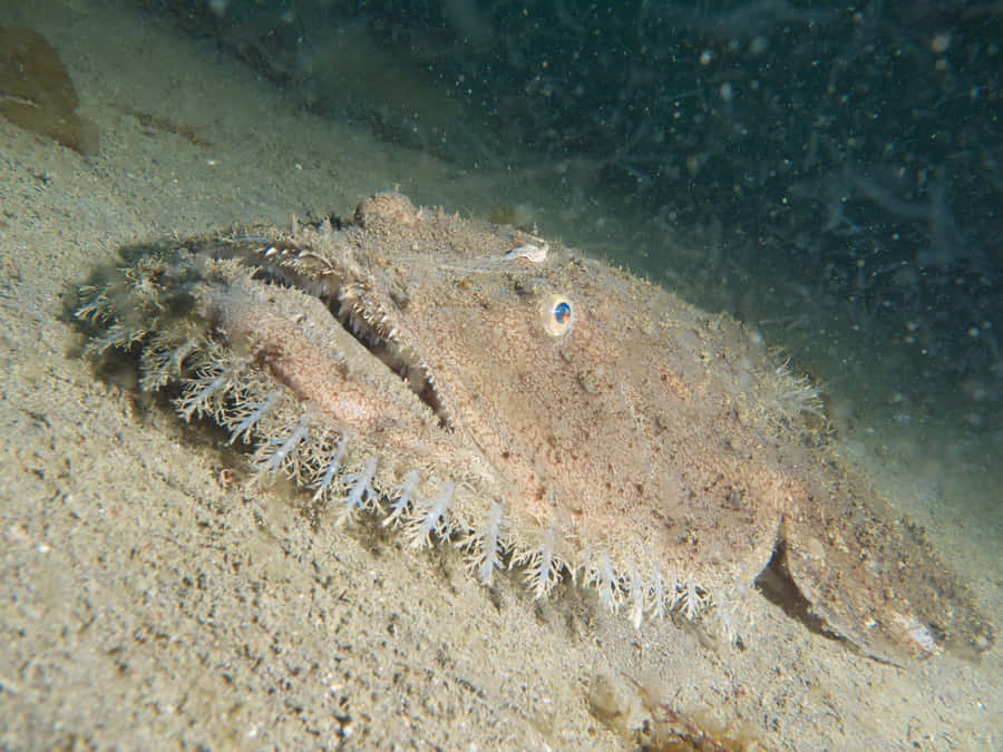 Camouflaged Monkfish On Seabed Wallpaper
