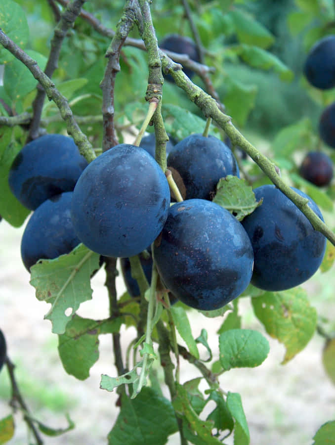 Caption: A Cluster Of Fresh Damson Plums Wallpaper