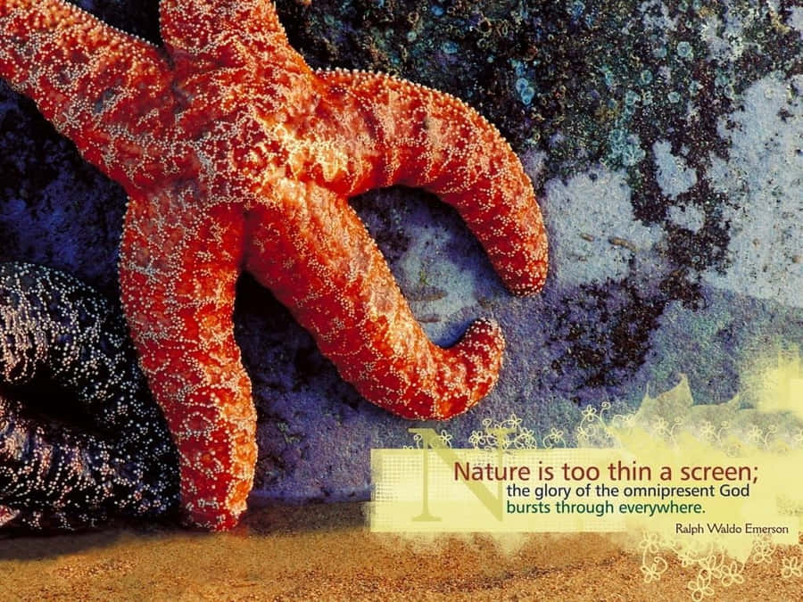 Caption: Crosscards Branded Computer Set Wallpaper