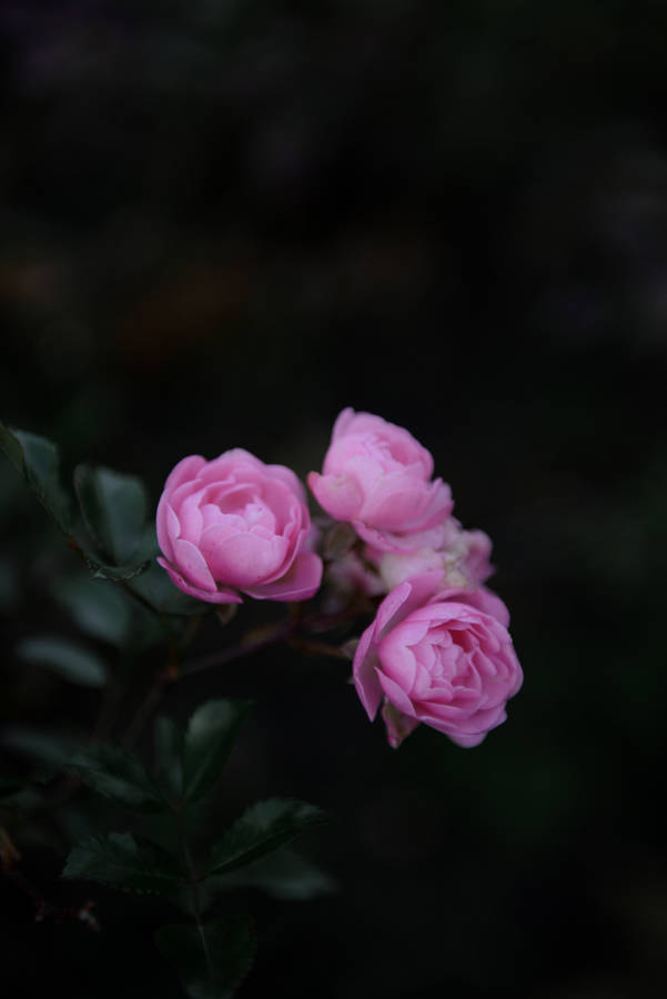 Caption: Feminine Charm - Aesthetic Rose Phone Wallpaper Wallpaper
