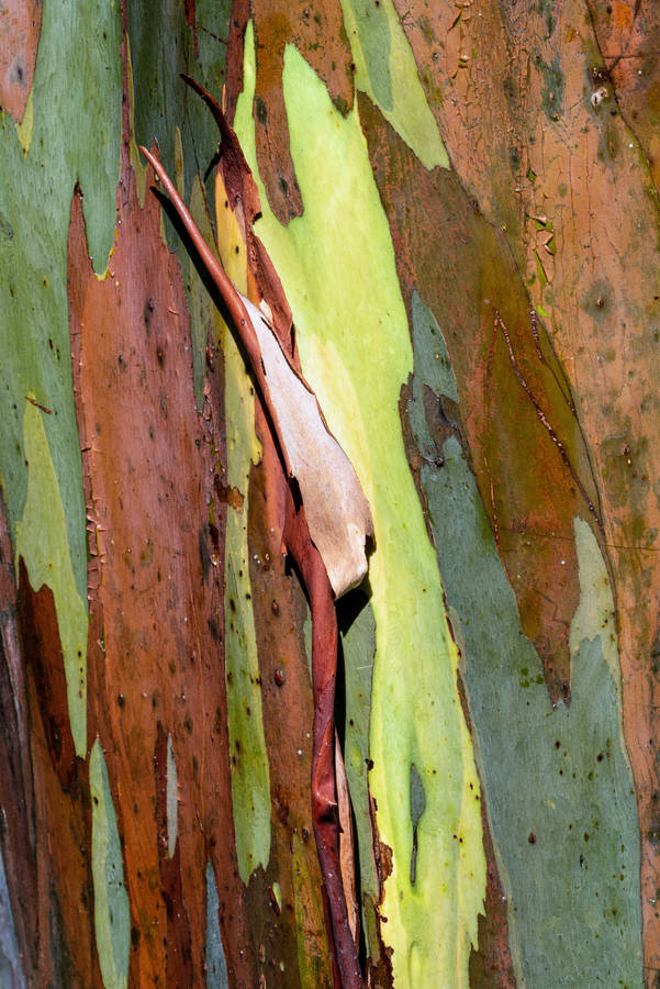 Caption: Gorgeous Sydney Opera House At Sunset Wallpaper