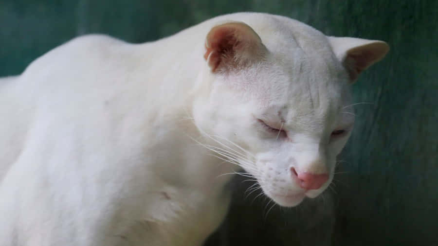 Caption: Magnificent Ocelot Prowling In The Wild Wallpaper