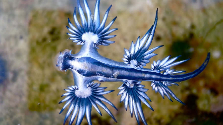 Caption: Majestic Blue Dragon Soaring In The Sky Wallpaper