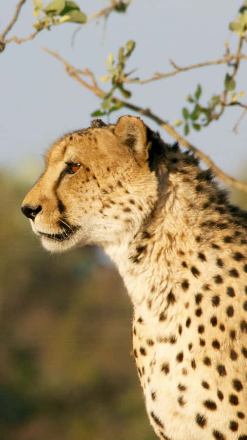 Caption: Majestic Cheetah In A Sprint On Iphone Wallpaper Wallpaper