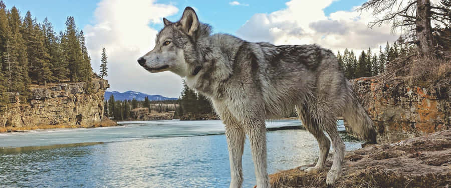 Caption: Majestic Wolfdog In Nature Wallpaper