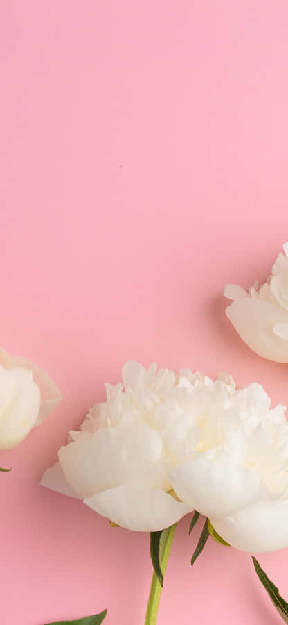 Caption: Peony Petals Close-up - Iphone Wallpaper Wallpaper