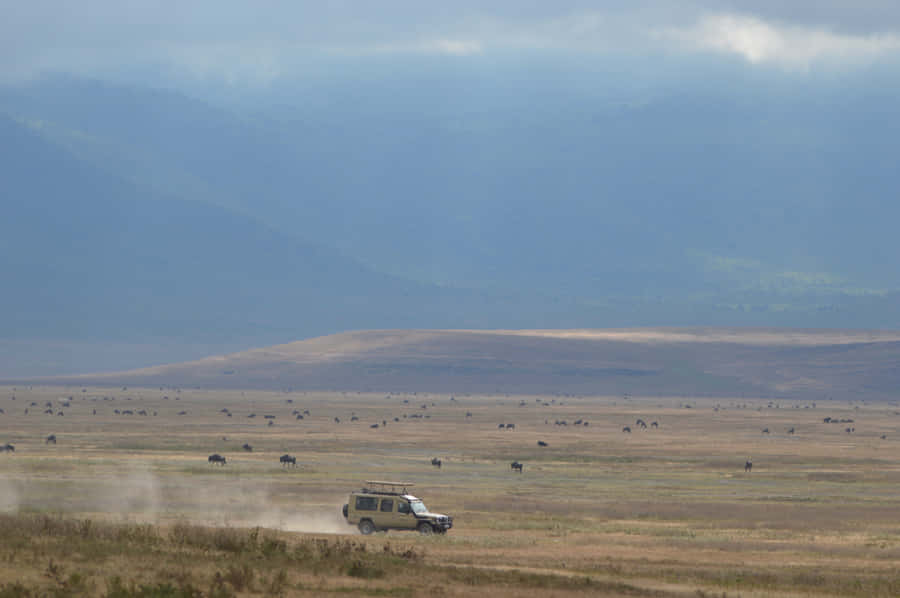 Caption: Safari Adventure In Ngorongoro Crater Wallpaper