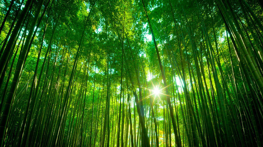 Caption: Serene Bamboo Forest Iphone Wallpaper Wallpaper