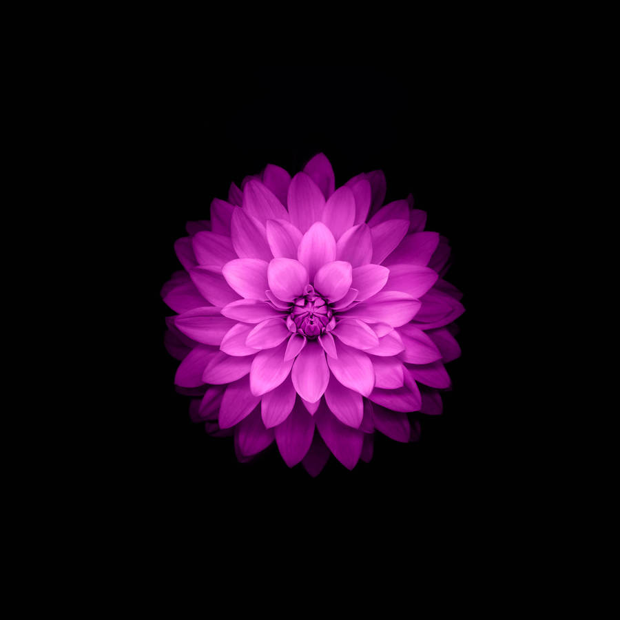 Caption: Serene Pink Lotus Flower In Full Bloom Wallpaper