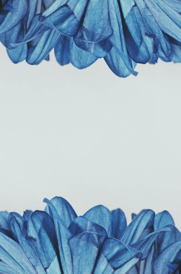 Caption: Splendid Blooming Blue Flowers Background Wallpaper