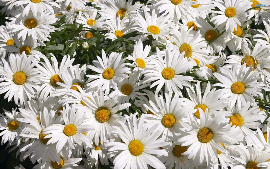 Caption: Vibrant Daisy Blooming On Laptop Screen Wallpaper
