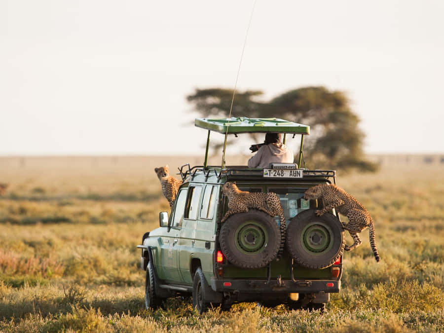 Captivating Cheetahs At Serengeti National Park Wallpaper