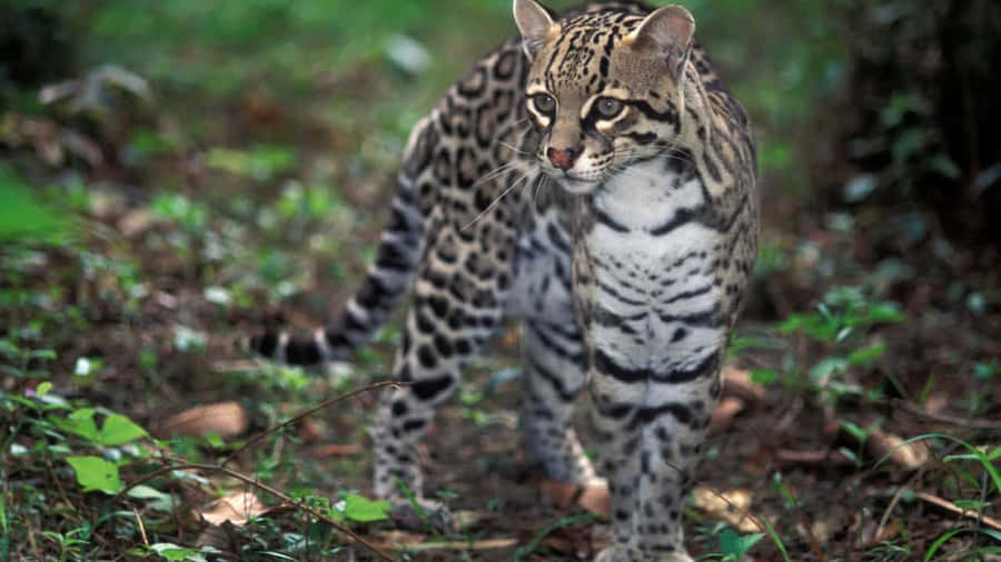 Captivating Gaze Of A Wild Ocelot Wallpaper