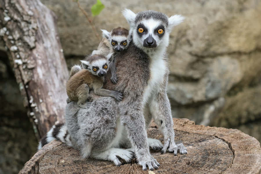 Captivating Lemur On A Branch Wallpaper