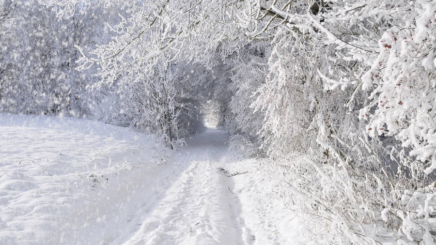 Captivating Wilderness: Vibrant Nature Hd Wallpaper For Phones Wallpaper