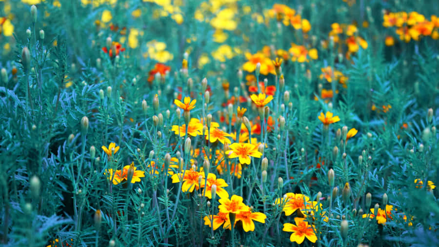 Captivating Yellow Flower Aesthetic Desktop Wallpaper Wallpaper