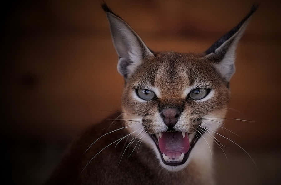 Caracal Expressive Gaze.jpg Wallpaper