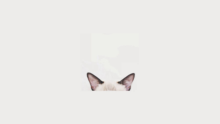 Cat Head Minimalist Aesthetic Laptop Wallpaper