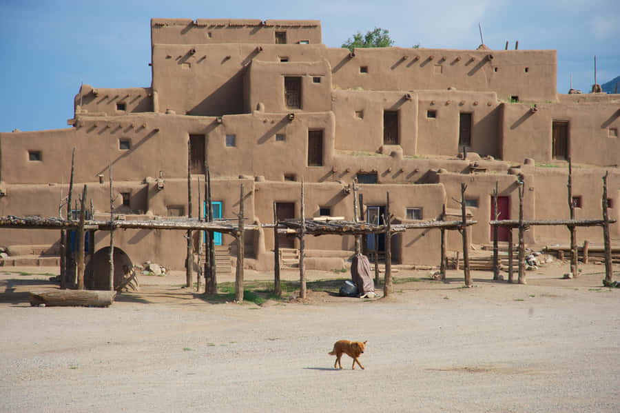 Cat Walking In Taos Pueblo Wallpaper