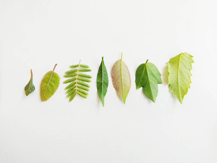 Celebrate Fall With Vibrant Autumn Leaves! Wallpaper