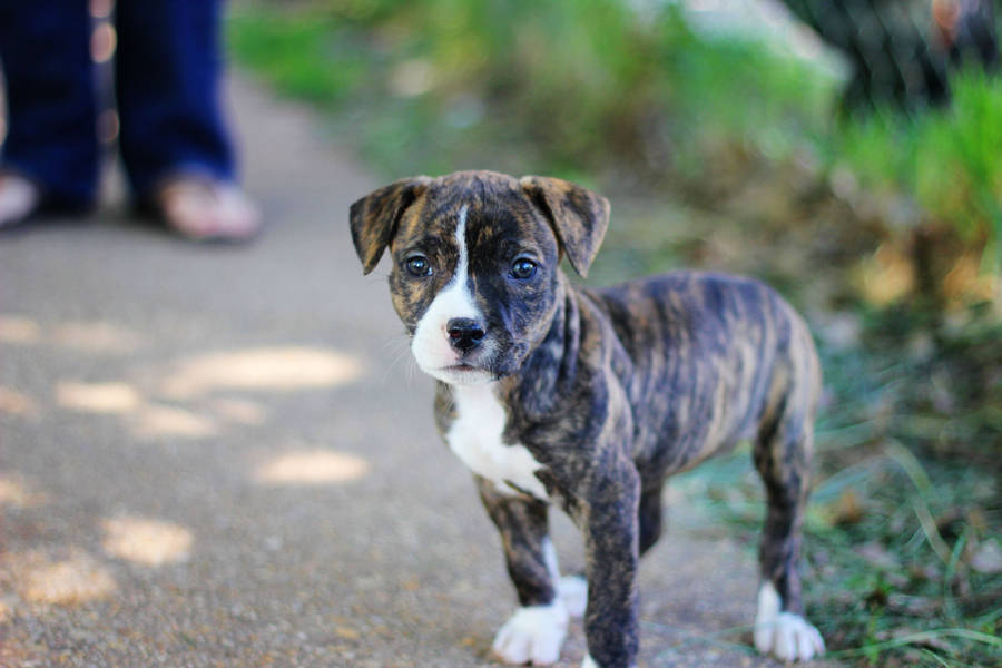 Charming Tiger Pitbull Puppy Wallpaper