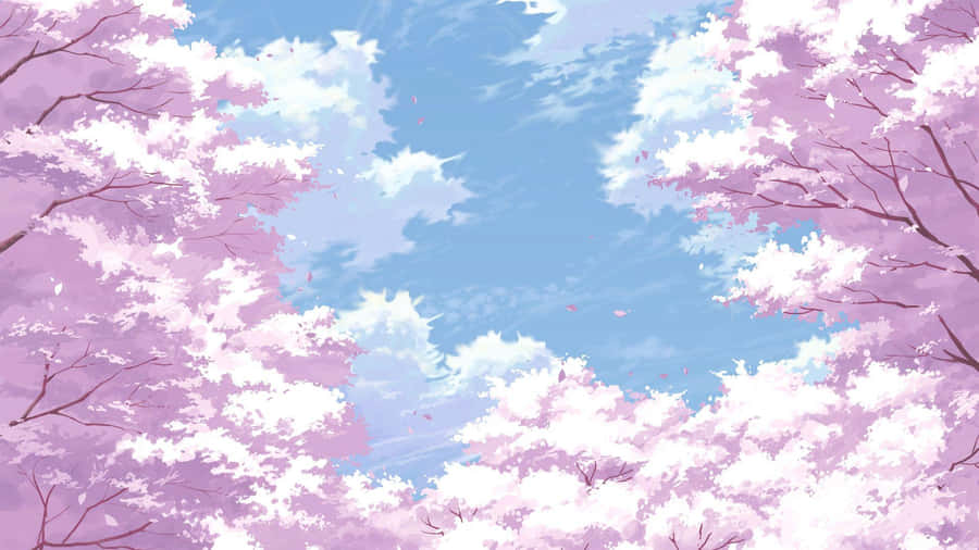 Cherry Blossoms Anime Scenery Light Pink Clear Skies Wallpaper