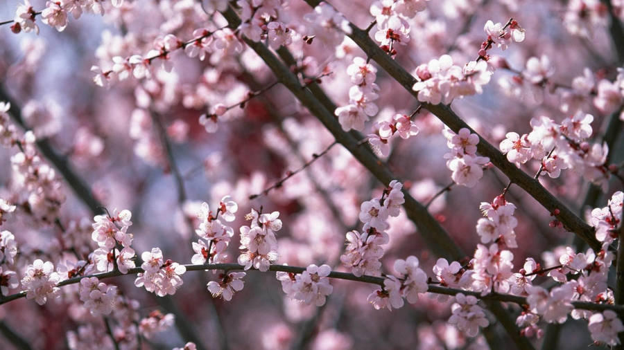 Cherry Blossoms In Spring Wallpaper