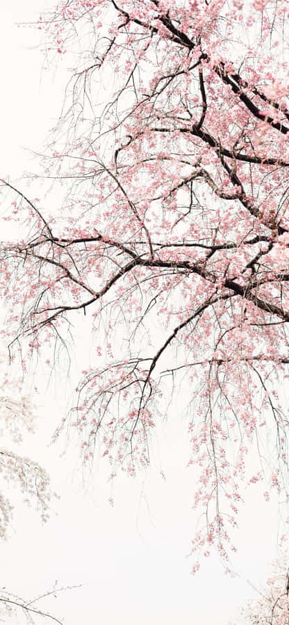 Classic Color Combination Wallpaper