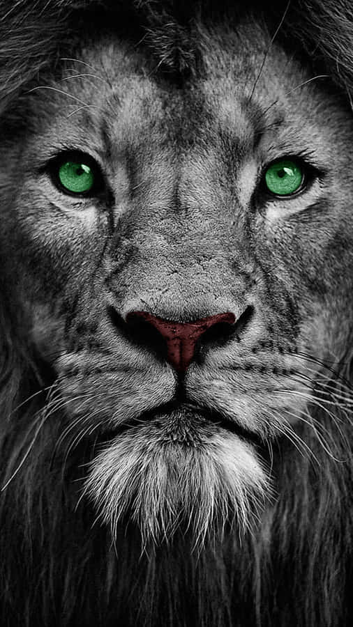 Close-up Black And White Lion's Face Wallpaper