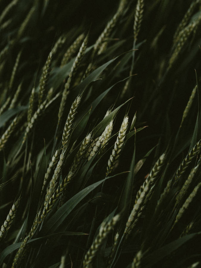Close-up Dark Green Grass Wallpaper